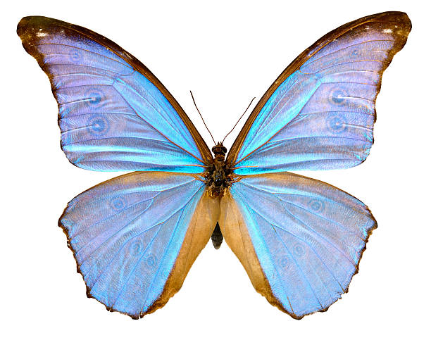 istock Butterfly Morpho didus male (Clipping path) 464375895