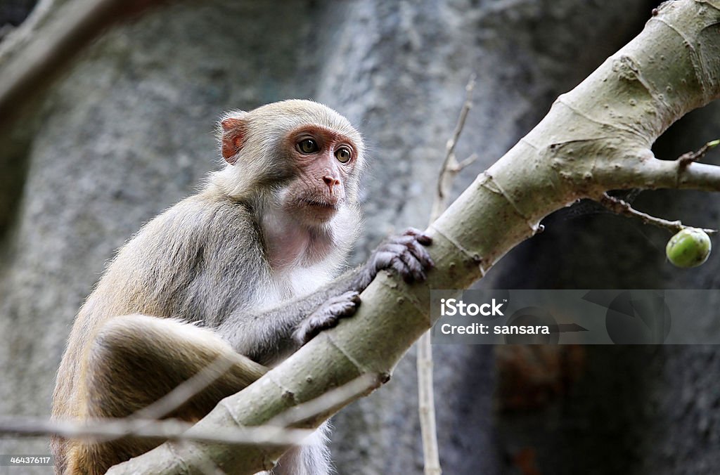 Retrato de Macaco - Royalty-free Animal Foto de stock