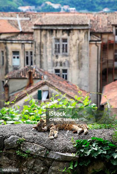 Foto de Antiga Cidade De Kotor e mais fotos de stock de Animal - Animal, Animal velho, Arquitetura