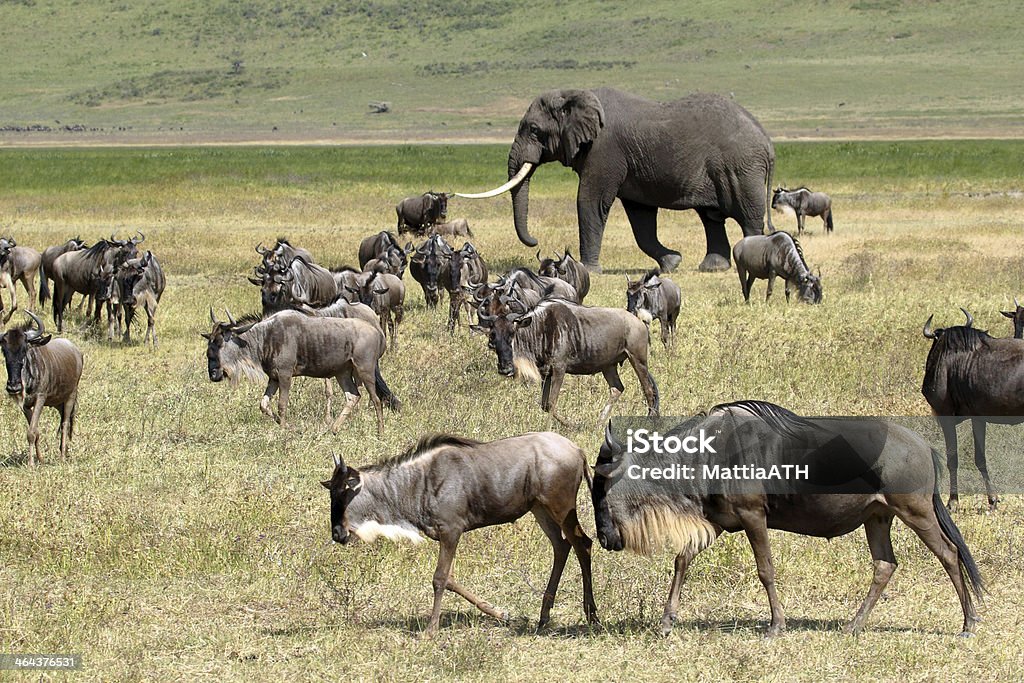 Elefante africano e efectivo da GNU - Royalty-free Gnu Foto de stock