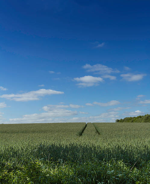 blue sky over green field stock photo