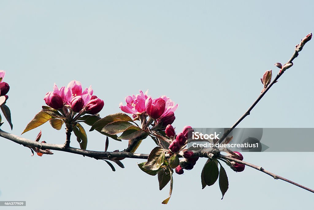 Branche d'Arbre en fleurs - Photo de Arbre libre de droits