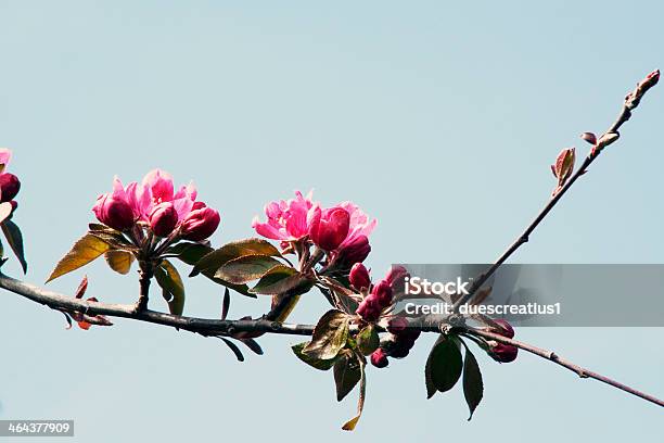 Photo libre de droit de Branche Darbre En Fleurs banque d'images et plus d'images libres de droit de Arbre - Arbre, Arbre en fleurs, Beauté de la nature