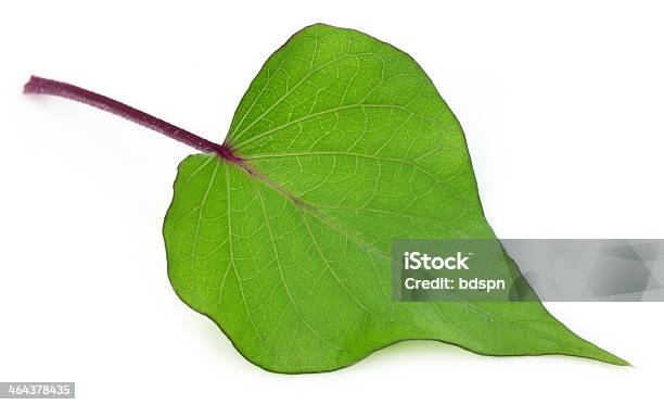 Decorative Leaf Of Sweet Potato Stock Photo - Download Image Now - Beauty In Nature, Brightly Lit, Close-up