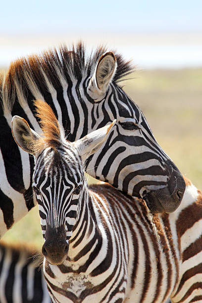istock Baby zebra with mother 464378575