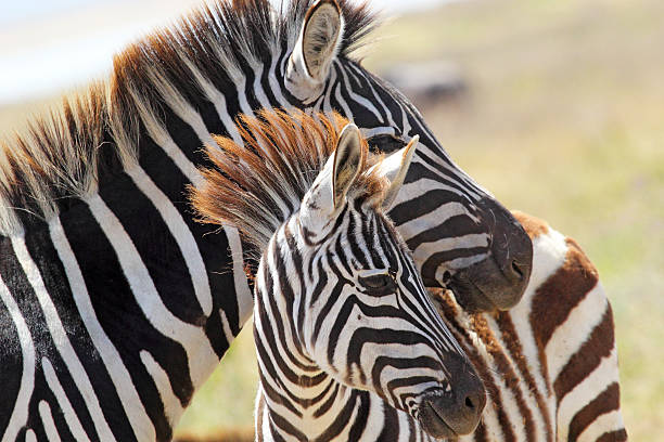 istock Baby zebra with mother 464378751