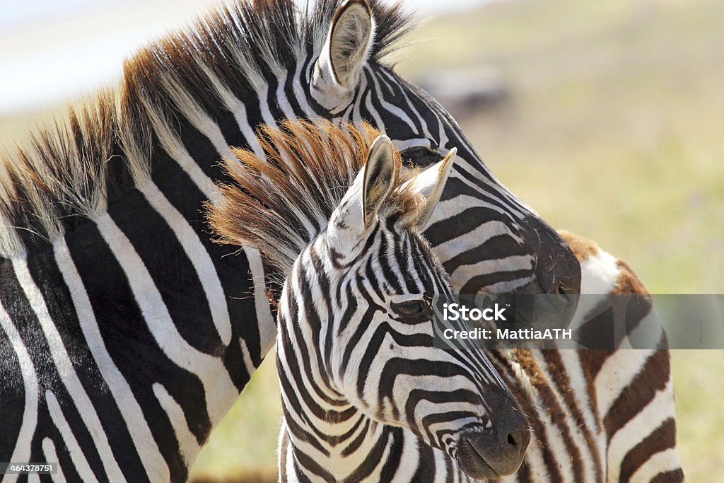 Baby zebra with mother A baby zebra (Equus Quagga) and his mother in Ngorongoro Conservation Area, Tanzania Africa Stock Photo