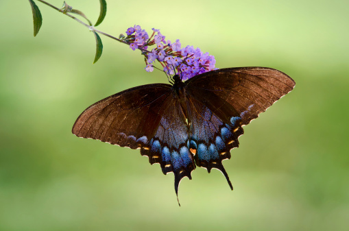 Eastern Tiger Swallowtail butterfly (Papilio glaucus) feeding on purple butterfly bush flowers