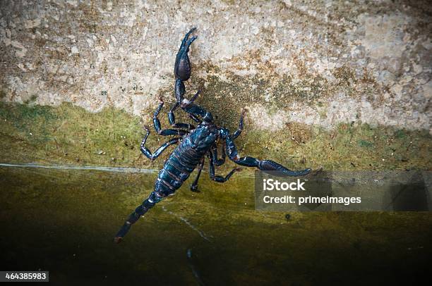 Escorpión Negro Foto de stock y más banco de imágenes de Animales cazando - Animales cazando, Escorpión - Arácnido, Escorpión - Signo zodíaco de agua