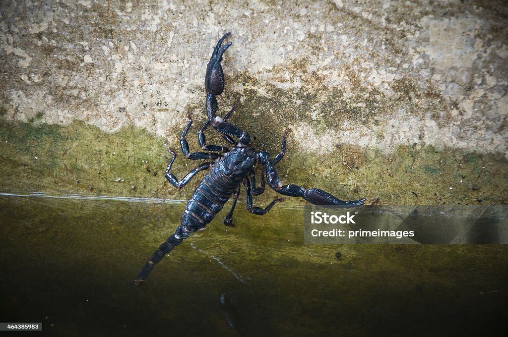 Czarny Skorpion - Zbiór zdjęć royalty-free (Polujące zwierzęta)