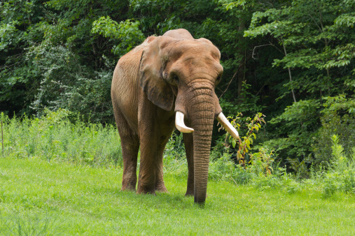 An African Elephant at the North Carolina Zoo in Asheboro, NC.