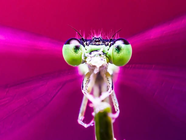 Detailed macro image of dragonfly