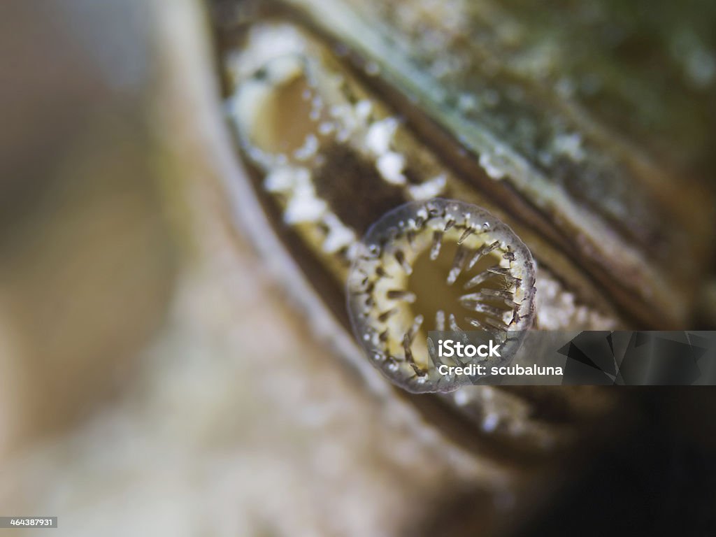 Moule zébrée bouche (Dreissena polymorpha) - Photo de Moule zébrée libre de droits