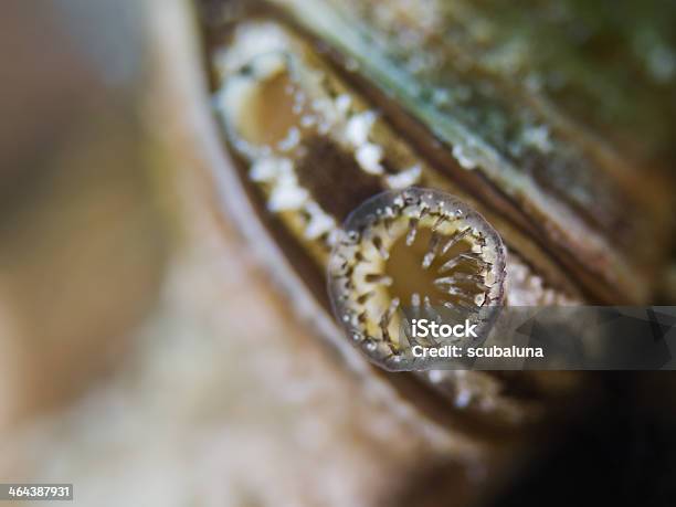 Cozza Zebrata Bocca - Fotografie stock e altre immagini di Cozza zebrata - Cozza zebrata, Acqua, Acqua dolce