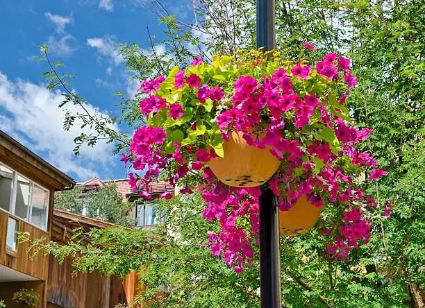 Low angle view of purple petunias in the Lionshead Village in Vail, Colorado.