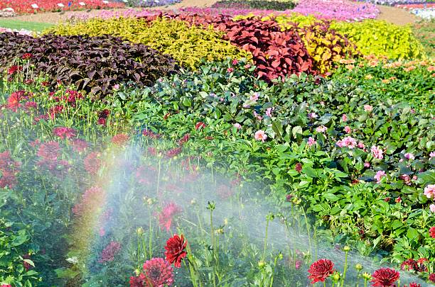 Sprinklers produce a rainbow as they water a formal garden in Fort Collins, Colorado.
