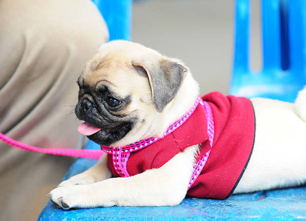 小さなパグ子犬犬の顔に面白い - dog overweight pleading begging ストックフォトと画像