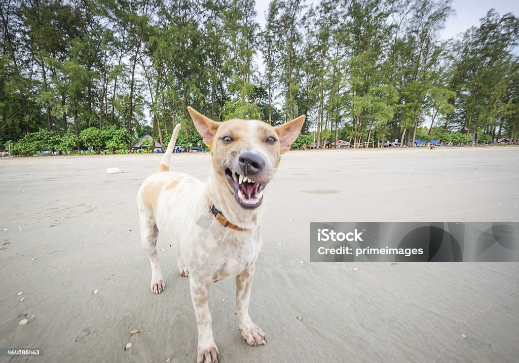 Detalhe de um assustador Cachorro - Foto de stock de Cão royalty-free