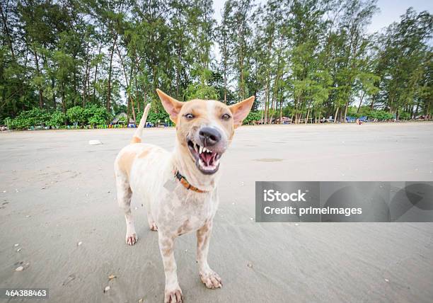 Foto de Detalhe De Um Assustador Cachorro e mais fotos de stock de Cão - Cão, Alimento com mordida, Rosnar