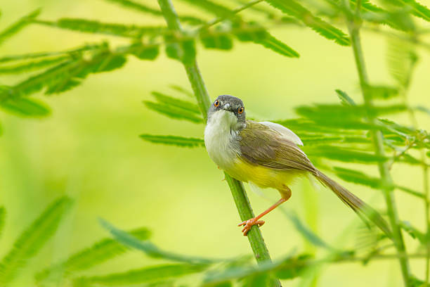 istock Yellow-bellied Prinia 464388477