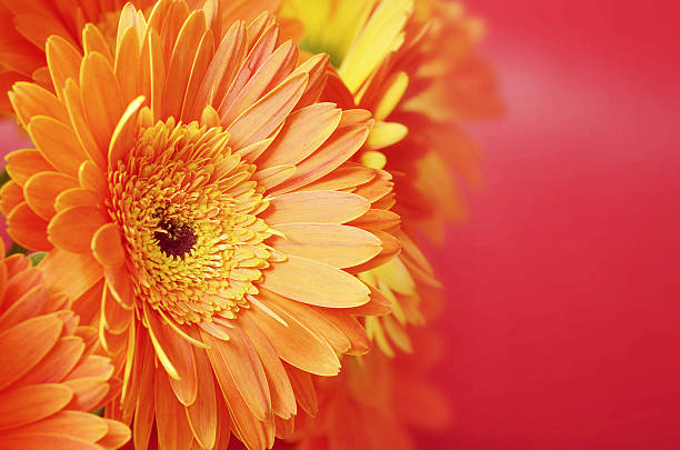 istock Beautiful orange flowers 464388481