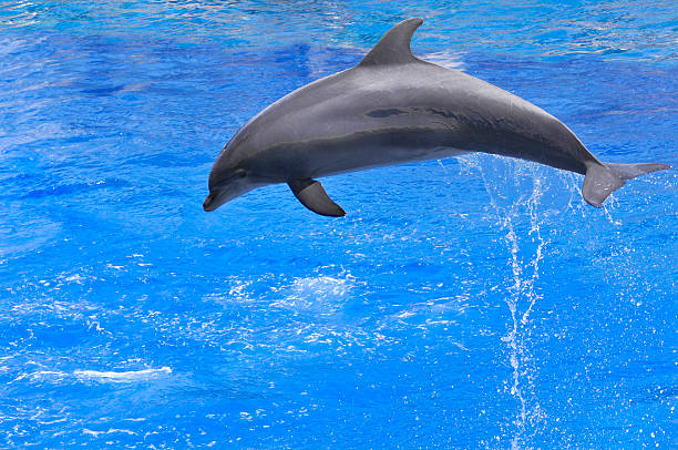 istock Dolphin jumping out of water 464389505