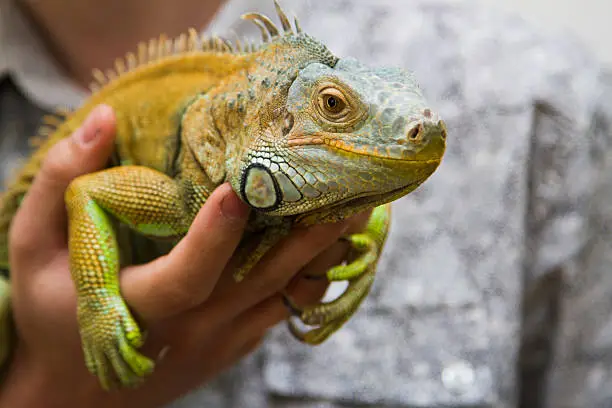 Green iguana sitting on the hands of man