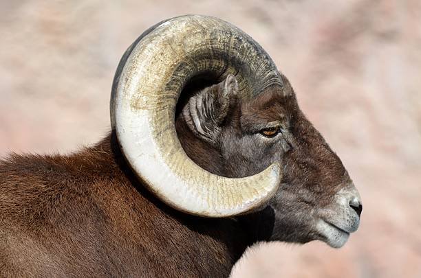 istock Rocky Mountain Big Horn Ram 464394220