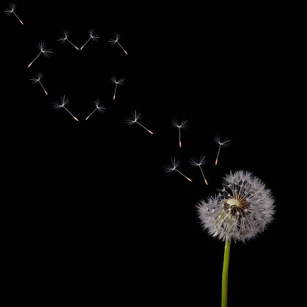 istock dandelion flying seeds heart shape on black 464395555