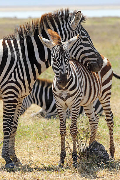 istock Baby zebra with mother 464395743