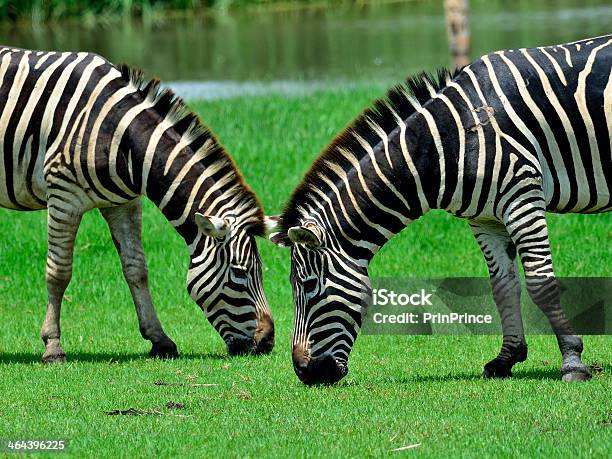 Photo libre de droit de Couple Zèbre Salon Et Salle À Manger Ensemble Dans La Green Field banque d'images et plus d'images libres de droit de Afrique