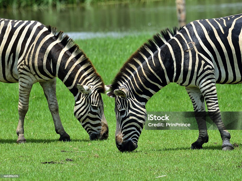 Coppia zebra vivere e del mangiare insieme in campo verde - Foto stock royalty-free di Africa