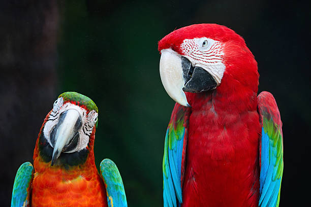 istock Greenwinged and Harlequin Macaw 464396666