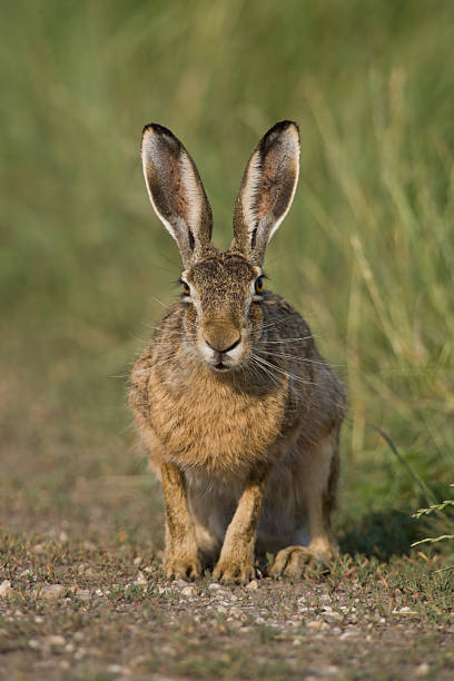 istock Feldhase, European Lepus, European hare 464397015