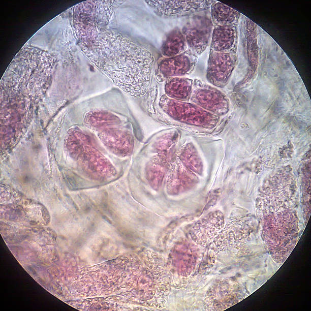 istock Living healthy cells (mitosis) 464397066