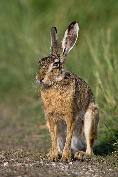 istock Feldhase, European Lepus, European hare 464397135