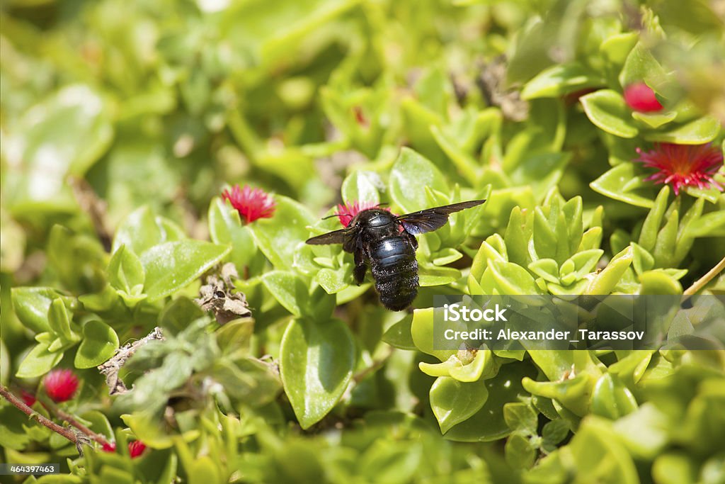 Noir carpenter Abeille sur une fleur - Photo de Abeille libre de droits