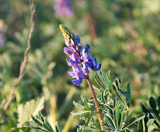 istock Lupine Flowers 464397558