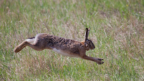 istock Feldhase, European Lepus, European hare 464397725