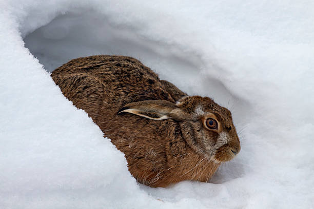 Feldhase, European Lepus, European hare stock photo