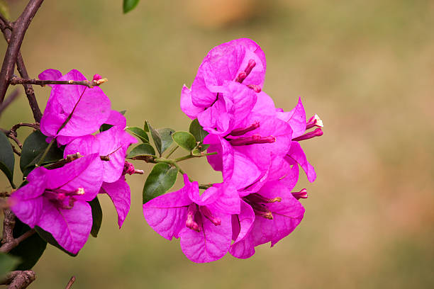 istock Pink Bougainvillea flowers 464398550