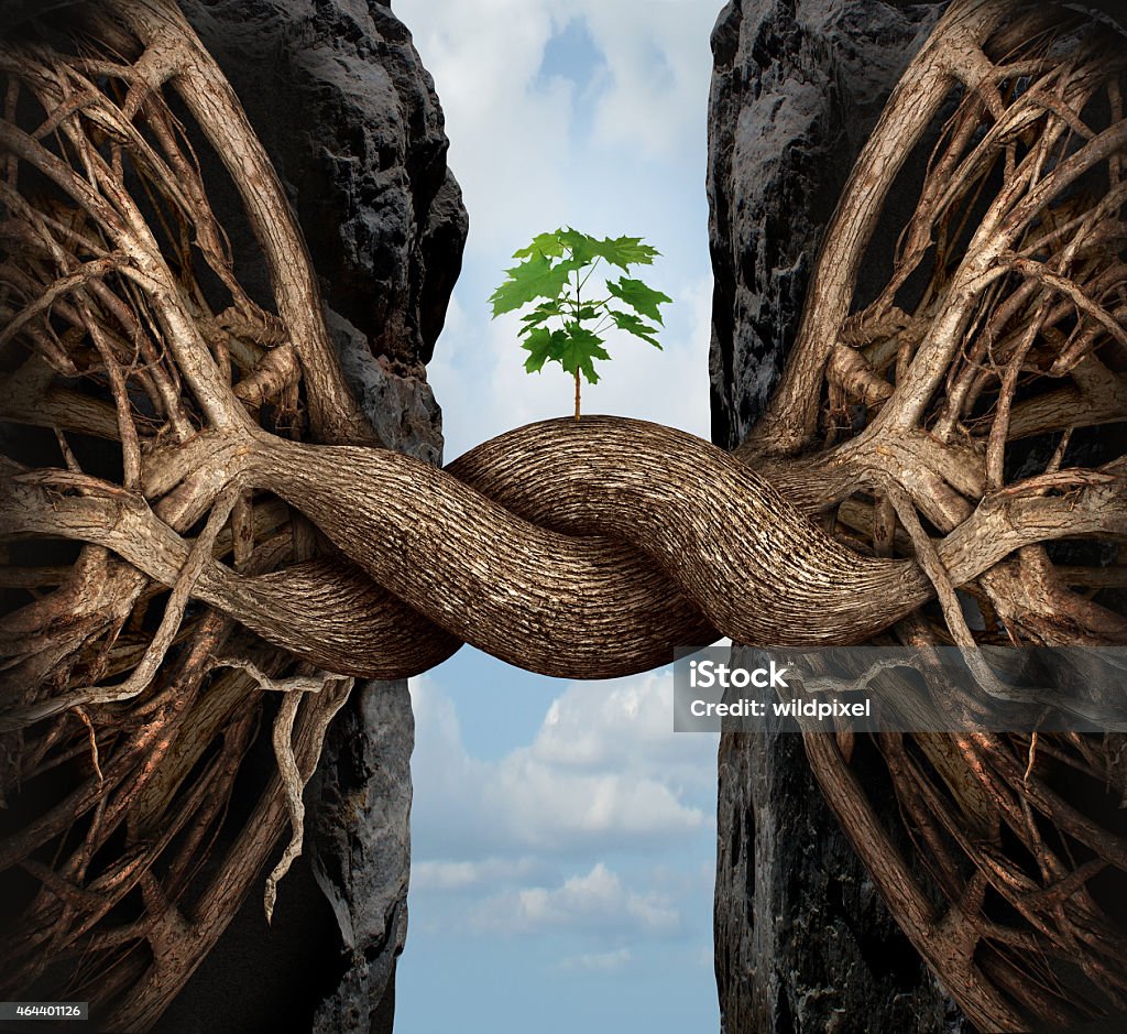 Unity Growth Concept Unity growth concept and bridge the gap business symbol as two tree roots on a high steep cliff connecting and merging together bridging together to form a new sapling as an icon of partnership success and strength. 2015 Stock Photo