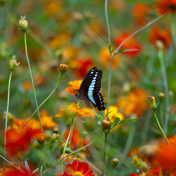 istock Flowers and butterflies 464401777
