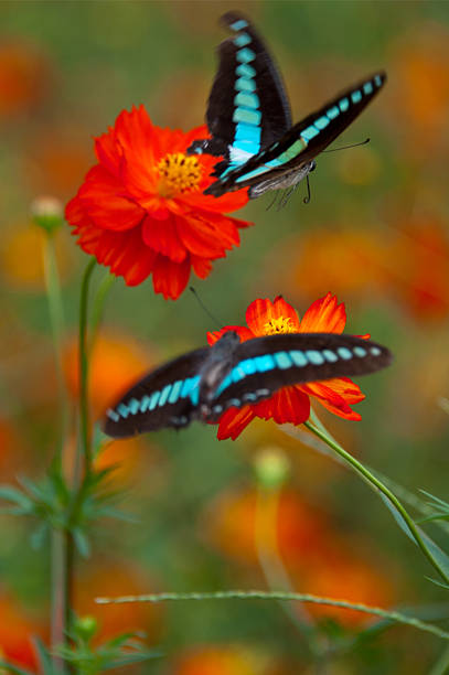 istock Flowers and butterflies 464401793