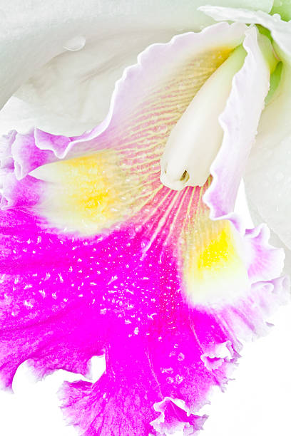 branco e vermelho orquídea - bud scar imagens e fotografias de stock