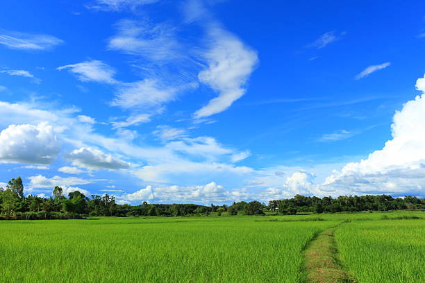 istock green field of rice under the sky 464402670