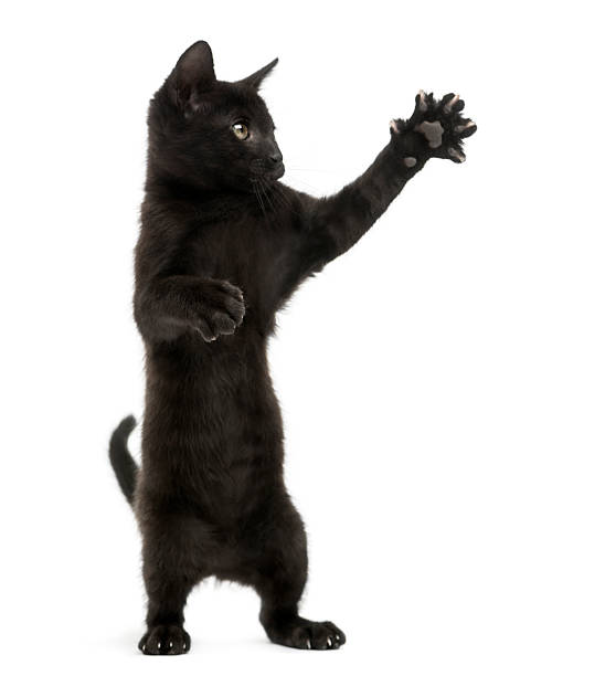 istock Black kitten standing on hind legs, pawing up 464403361