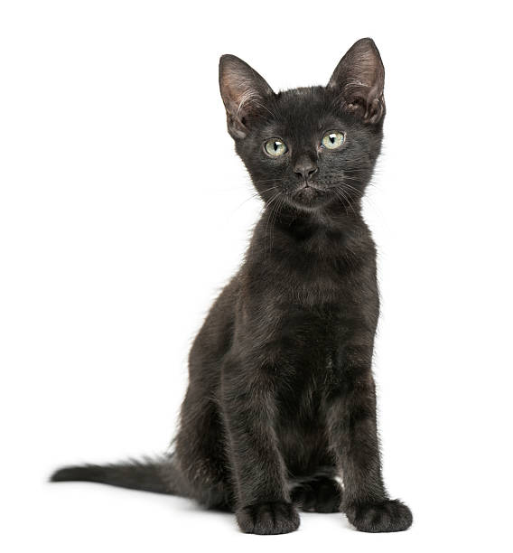 istock Black kitten sitting, looking up, 2 months old, isolated 464403375