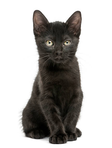 istock Black kitten sitting, looking at the camera, 2 months old 464403401