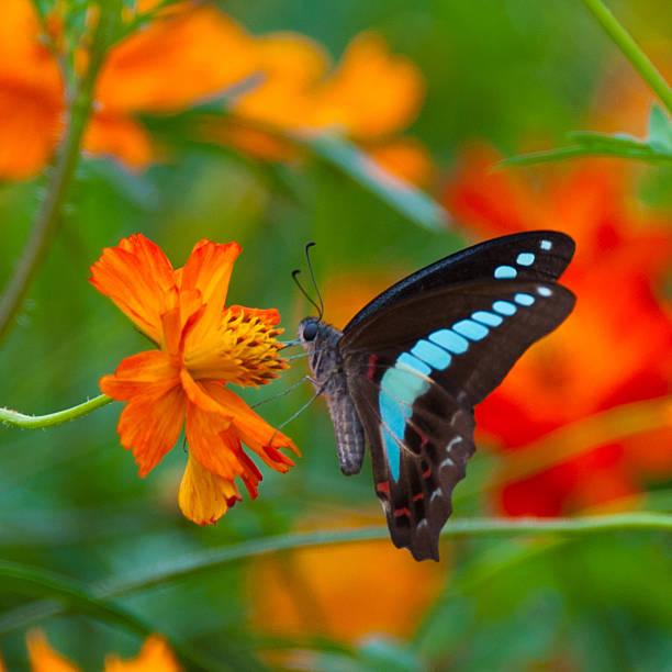 istock Flowers and butterflies 464404351
